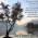 Mustard Seed 1